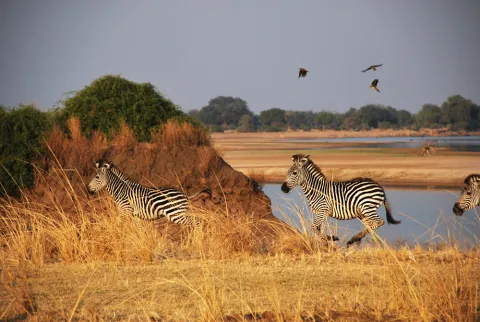 Zebra gallop across grassland in eastern Africa. Ankle gear ratios of mammals that live in open savannas vary to those in more enclosed habitats, since animals in open areas typically need to run faster. (Photo: Jess Hunt-Ralston)