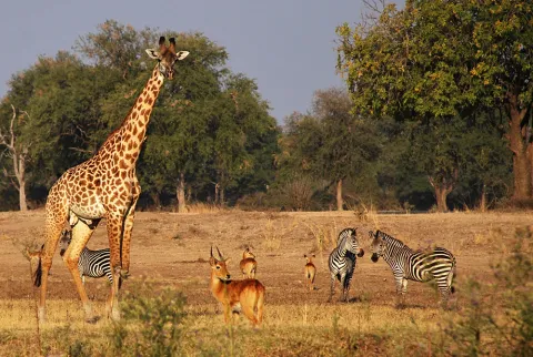 South Luangwa Valley giraffe, puku antelope, and Crawshay's zebra graze in Mfuwe, Zambia. (Photo: Jess Hunt-Ralston)