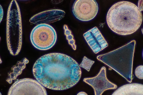 diatoms.png